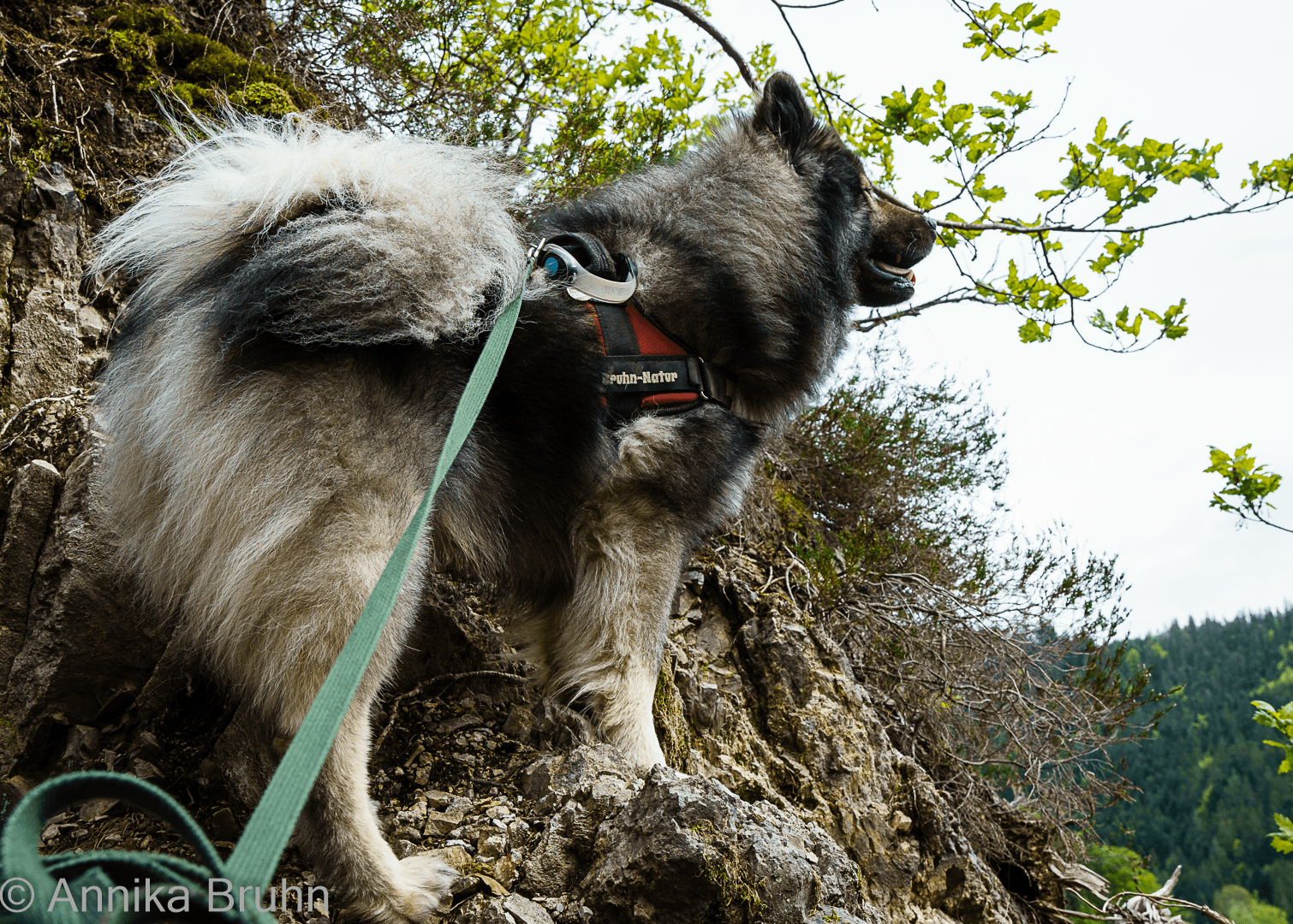 Q der kleine Bergsteiger